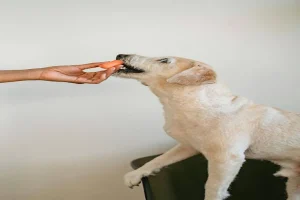 What to Do After a Dog Bite in Lakewood