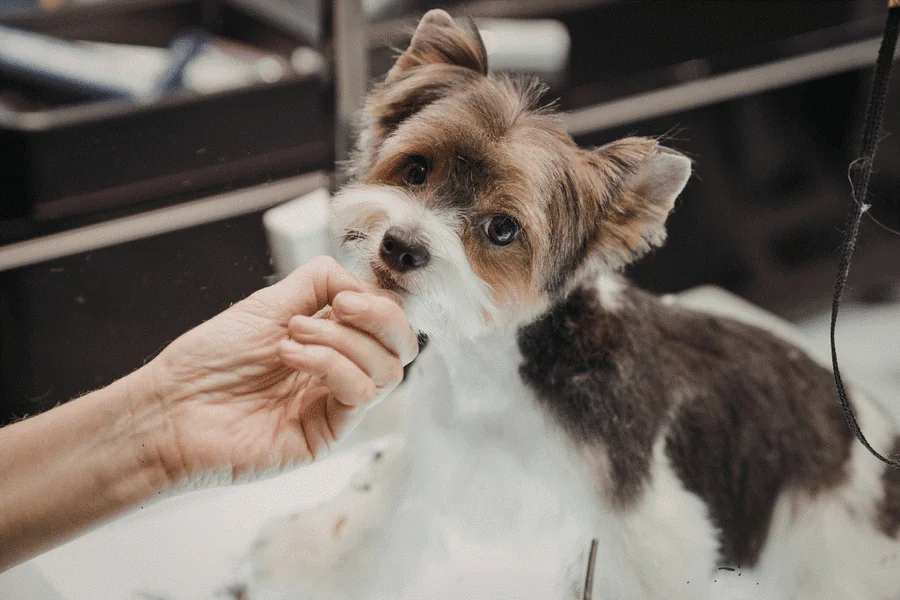 Dog Bite